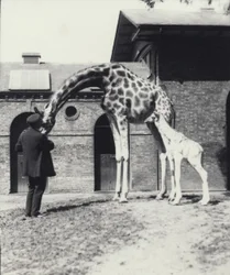 Giraffe med 3 dager gammel baby og keeper i London Zoo, 1914