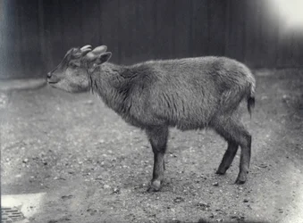 Himalayan Goral i London Zoo, 1914.