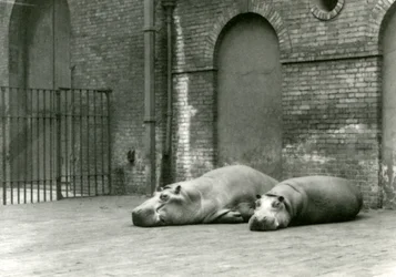 Flodhester Bobbie og Joan i London Zoo, juli 1923 (bw-bilde)