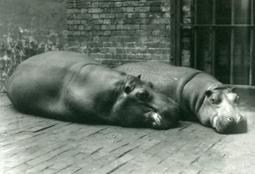 Flodhester Bobbie og Joan ligger nede i innhegningen deres i London Zoo, juli 1923 (bw-bilde)