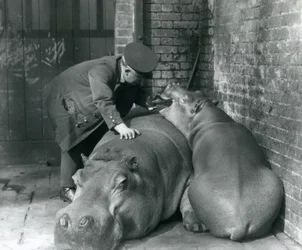 Flodhestene Joan og Jimmy i London Zoo i 1927