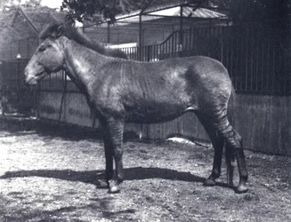 Hybrid sebrahest i London Zoo, juli 1916