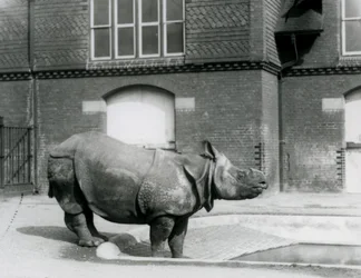 Indisk neshorn Felix står ved kanten av bassenget hans i London Zoo i 1927