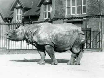 Indisk neshorn Felix står i paddocken sin i London Zoo, 1927