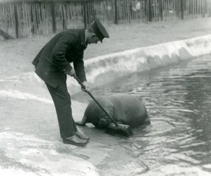 Keeper Arthur Chandler feier Walrus-bassenget, London Zoo, 1924