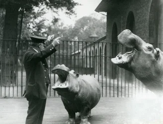 Keeper Ernie Bowman med flodhestene Bobbie og Joan i London Zoo, juli 1923 (bw-bilde)