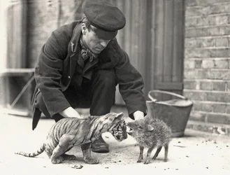 Keeper, H. Warwick, med en tigerunge og en peccary, tatt i ZSL London Zoo, mai 1914