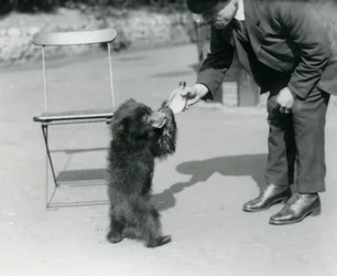 Keeper Harry Warwick mater en dovendyrbjørnunge i London Zoo, august 1921
