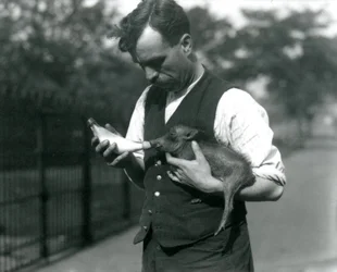 Keeper Harry Warwick mater en baby vortesvin i London Zoo, i august 1922