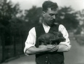 Keeper Harry Warwick vugger et vortesvin i armene i London Zoo, august 1922