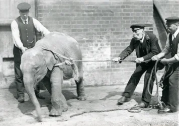 Keepers A. Church, Charles Eyles og H. Robertson prøver å lede en baby asiatisk elefant på et tau, London Zoo, september 1919