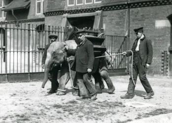 Keepers Jack Milbourne, H Robertson og Thomas trener en ung asiatisk elefant, London Zoo, mai 1922 (bw-bilde)