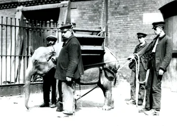 Keepers Jack Milbourne, H Robertson og Thomas trener en ung asiatisk elefant, London Zoo, mai 1922 (bw-bilde)
