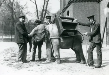 Keepers Jack Milbourne, H Robertson og Thomas trener en ung asiatisk elefant, London Zoo, mai 1922 (bw-bilde)
