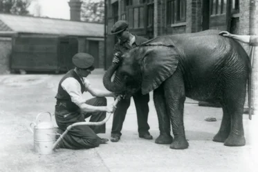 Voktere hjelper unge mannlige afrikanske elefant Kiberenge å drikke fra en slange som er festet til en vannkanne, London Zoo, juli 1924