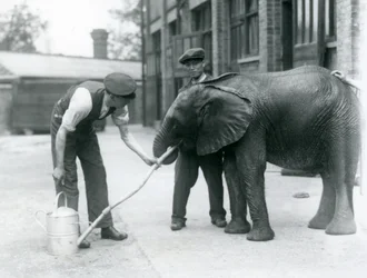 Voktere hjelper unge mannlige afrikanske elefant Kiberenge med å drikke fra en slange som er festet til en vannkanne, London Zoo, juli 1924