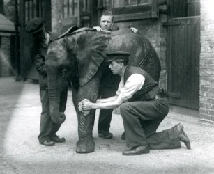 Keepere som oljer huden til den unge mannlige afrikanske elefanten Kiberenge, London Zoo, juli 1924