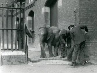 Keepere med ung hann afrikansk elefant Kiberenge, London Zoo, 1924