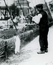 King Penguin, som ble gitt en dusj, av keeper Harry Munro, med en vannkanne i London Zoo mai 1914. Munro ble drept i første verdenskrig, etter å ha tjenestegjort i hæren, i luftskip og på anti-subma