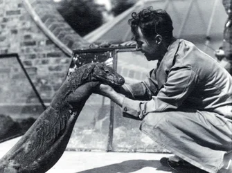 Komodo-dragen Sumbawa med keeper H. Alec Budd, 1928