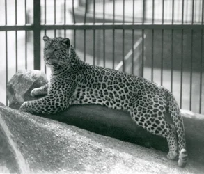 Leopard Rex liggende på en tømmerstokk i innhegningen hans i London Zoo i juli 1925