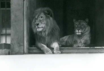 Løve og løvinne Kuja og Caroline ved ZSL London Zoo, juli 1924