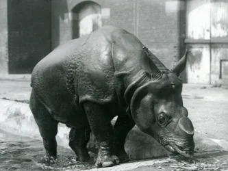 Den indiske mannlige neshornet Felix forlot bassenget sitt i London Zoo i 1928
