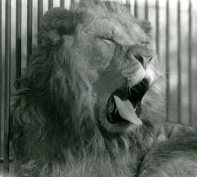 Mannløven, Abdullah, gjesper i innhegningen sin i London Zoo i 1925