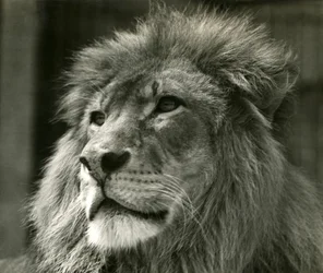 Hannløve Kuja i London Zoo i august 1924