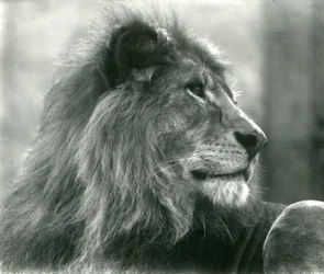 Hannløve Kuja i London Zoo i januar 1925