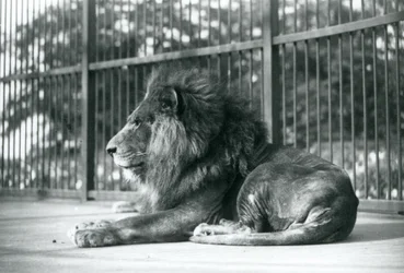 Hannløve Toto liggende i innhegningen i London Zoo i september 1927