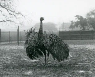 Mannlig samtalevisning ved en Greater Rhea, London Zoo