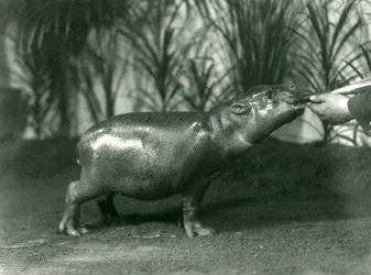 Percy, en ung pygmeflodhest som blir håndmatet i London Zoo, november 1923 (bw-bilde)