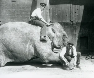 Sundermalah får den fremre foten trimmet av en keeper, med en fil, mens en annen sitter på ryggen hennes, London Zoo, august 1926