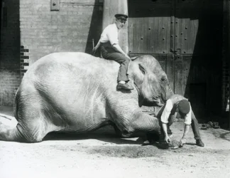 Sundermalah får den fremre foten trimmet av en keeper, med en fil, mens en annen sitter på ryggen hennes, London Zoo, 1926