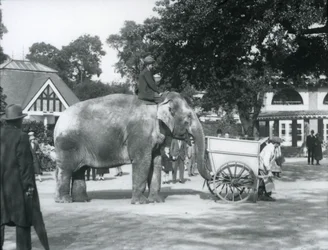 Syed Ali rir Indianrani bak en gravbåre, London Zoo, oktober 1925