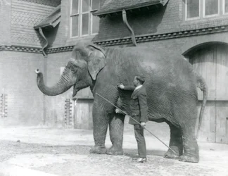 Syed Ali, trener Indiarani foran Elephant House, London Zoo, august 1923 (bw-bilde)