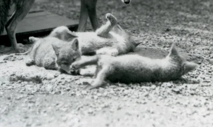 Tre Coyote-unger som ruller på bakken, ved morens føtter, London Zoo