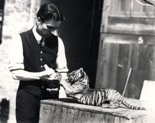 Tigerunge blir matet av keeper Harry Warwick, 1914