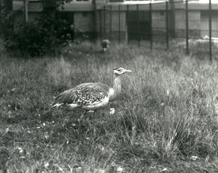 To arabiske bustards stående i innhegningen deres i London Zoo, september 1927