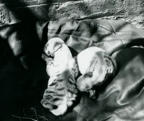 To stripete Hyaena-unger i London Zoo, ca. 1914