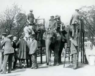 Besøkende står i kø for en elefanttur, mens andre stiger på med hjelp fra fem dyrepassere, London Zoo, 1927