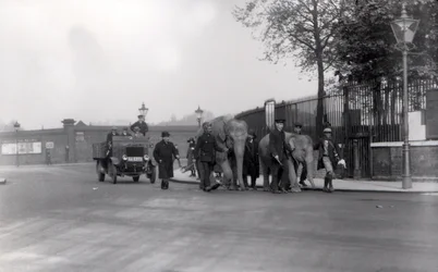 Å gå et par elefanter fra bryggene i 1923 til ZSL London Zoo, siste gang dette ble gjort