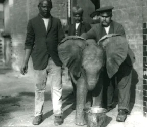 Den unge afrikanske elefanten Kiberenge, drikker fra en bøtte, med trenere Darish og Syed Ali, og Keeper H. Robertson i 1923