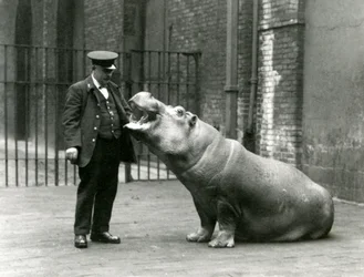 Ung flodhest Bobbie sitter for keeper Ernie Bowman, London Zoo, juli 1923 (bw-bilde)