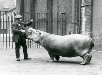 Ung flodhest Bobbie med keeper Ernie Bowman, London Zoo, juli 1923 (bw-bilde)