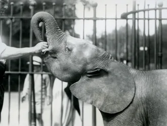 Ung kvinnelig afrikansk pygmeelefant Oojah blir gitt en godbit, London Zoo, juli 1925
