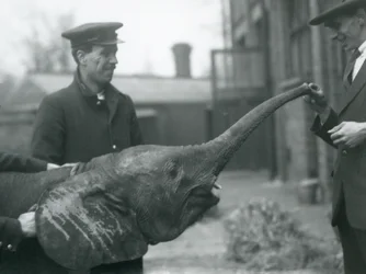Ung kvinnelig afrikansk pygmeelefant Oojah løfter snabelen for en godbit i London Zoo, juni 1925