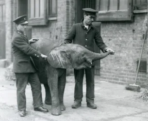 Ung kvinnelig afrikansk pygmeelefant Oojah løfter snabelen for en godbit fra vokterne i London Zoo, april 1925