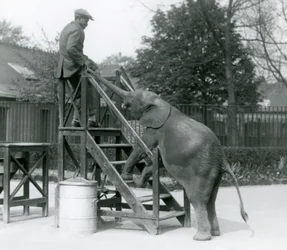Ung kvinnelig afrikansk pygmeelefant Oojah med forføttene på ombordstigningstrinnene, strekker seg etter treneren sin, som er på det øverste trinnet, med snabelen, London Zoo, juni 1925